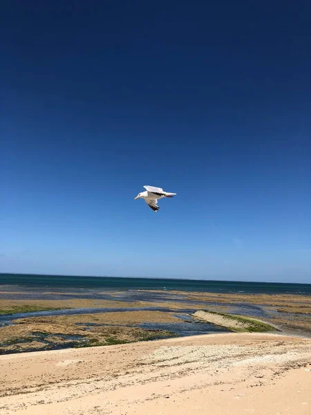Gaviota Volando Cielo San Clemente Baleine Isla — Foto de Stock