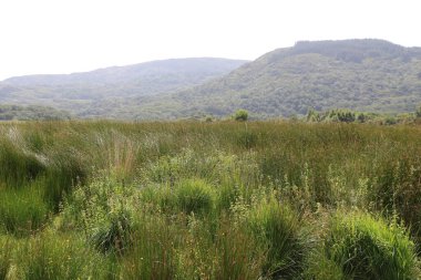 Killarney Ulusal Parkı, İrlanda