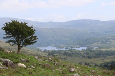 Killarney Ulusal Parkı, İrlanda