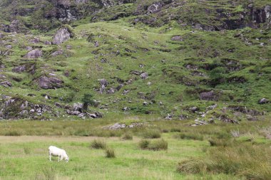 Killarney Ulusal Parkı, İrlanda