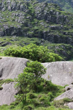 İrlanda 'daki Killarney Ulusal Parkı