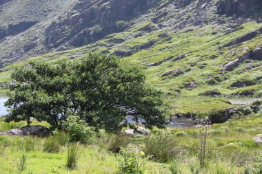 İrlanda 'daki Killarney Ulusal Parkı