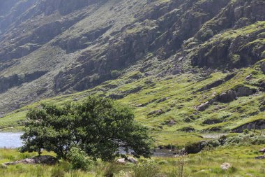 İrlanda 'daki Killarney Ulusal Parkı
