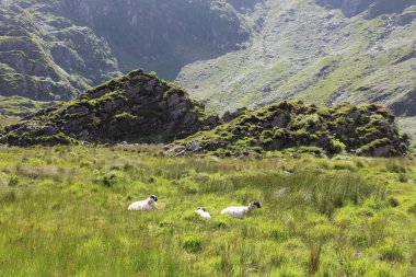 İrlanda 'daki Killarney Ulusal Parkı