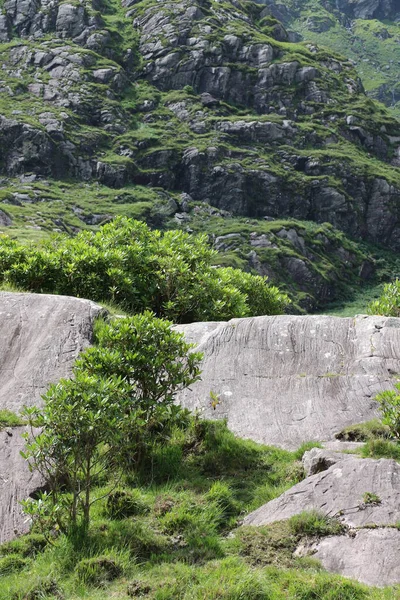 İrlanda 'daki Killarney Ulusal Parkı
