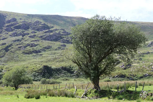 İrlanda 'daki Killarney Ulusal Parkı