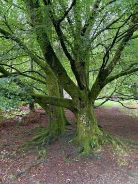 Glendalough manastırı ve ortaçağ mezarlığı.