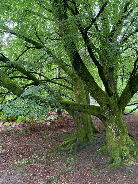 Glendalough manastırı ve ortaçağ mezarlığı.