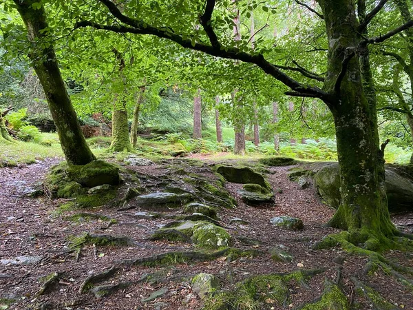 Glendalough manastırı ve ortaçağ mezarlığı.