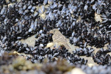 Dingle Yarımadası, İrlanda 'daki Coumeenoole Sahili' nde Kaya Üstünde Midyeler