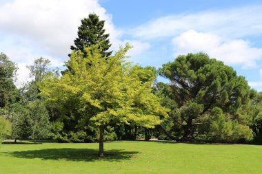 Renkli çiçekli güzel Malahide Bahçeleri
