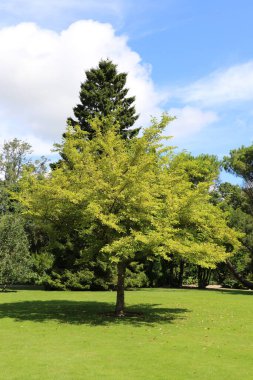 Renkli çiçekli güzel Malahide Bahçeleri