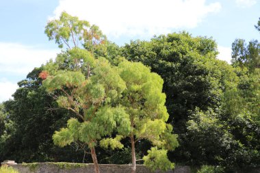 Renkli çiçekli güzel Malahide Bahçeleri