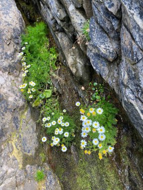 İrlanda 'daki vahşi Dingle Yarımadası' nın muhteşem manzarası