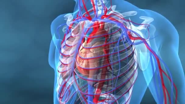 Human Heart Veins Animation4 — Stock Video © volkan83 #225946648
