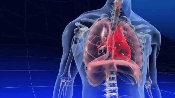 11,942 Human heart Videos, Royalty-free Stock Human heart Footage | Depositphotos 11,942 Human heart Videos, Royalty-free Stock Human heart Footage | Depositphotos