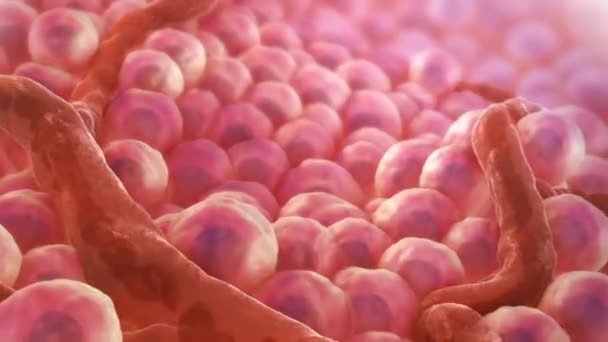 Stem Cell Animation — Stock Video © volkan83 #228674694 Stem Cell Animation — Stock Video © volkan83 #228674694