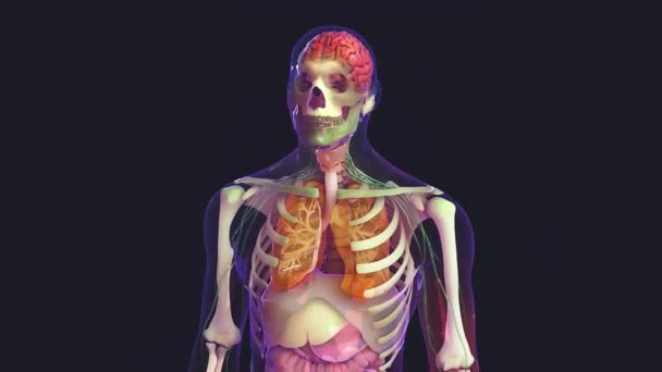 Human body and organs — Stock Footage Human Body Organs Stock Video