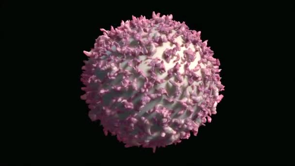 399 Zygote Videos, Royalty-free Stock Zygote Footage | Depositphotos 399 Zygote Videos, Royalty-free Stock Zygote Footage | Depositphotos