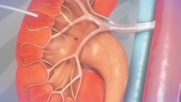 Digestion in stomach science animation — Stock Video © sciencepics #76504373