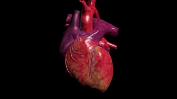 3D Medical Animation of Human Heart Anatomy on Black Background — Stock  Video © volkan83 #265271004