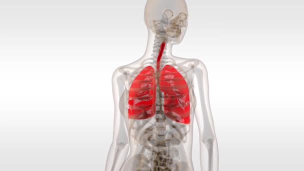 The respiratory system is a biological system consisting of specific organs — Stock Footage The respiratory system is a biological system consisting of specific organs Stock Video