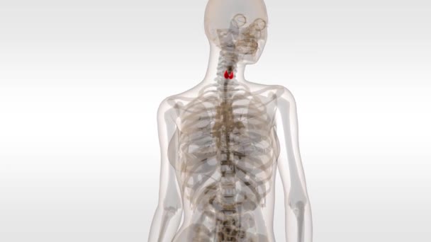 Anatomy of human Thyroid zoom with Skeleton — Stock Footage Anatomy of human Thyroid zoom with Skeleton Video Clip