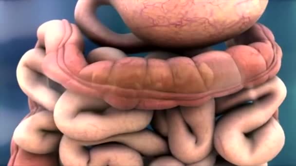 Medical animation of the digestive system. Working of intestines — Stock  Video © volkan83 #265309186