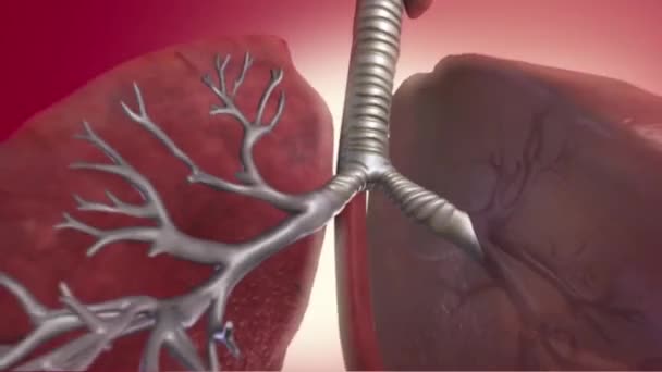 The respiratory system is a biological system consisting of specific organs — Stock Footage The respiratory system is a biological system consisting of specific organs Royalty Free Stock Video
