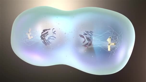 3D Medical Animation of cell division, mitosis — Stock Video © volkan83 #265482346 3D Medical Animation of cell division, mitosis — Stock Video © volkan83 #265482346
