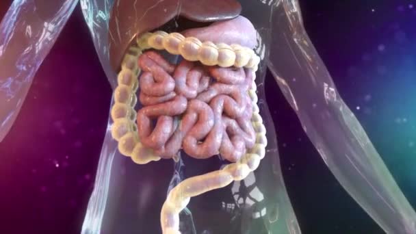 3D Animated The digestive system — Stock Video © volkan83 #265620812