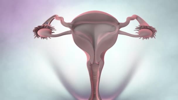 3D Animated Female reproductive organ anatomy. — Stock Video © volkan83  #266533806