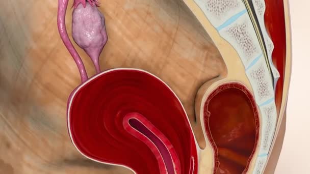 3D medizinisch animiertes weibliches Fortpflanzungssystem, Menstruationszyklus