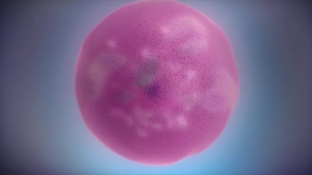 Human cell with detailed nucleus, mitochondria, endoplasmic reticulum,  ribosomes — Stock Video © volkan83 #272562364