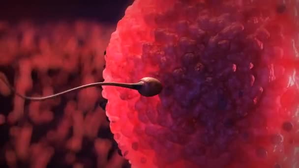 HD-Animation von Spermien, die im Ductus deferens schwimmen.