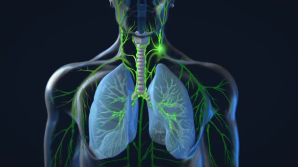 Fungování lymfatického systému lidského těla na černém pozadí