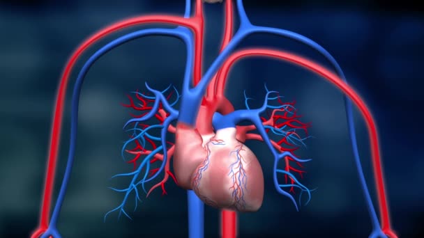 The Lungs and the Pulmonary Circuit — Stock Video © volkan83 #274066156