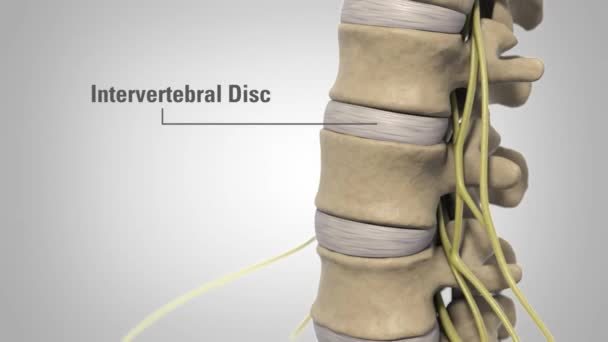 Human spine in details. intervertebral disc, vertebral foramen and nerves — Stock Footage Human spine in details. intervertebral disc, vertebral foramen and nerves Stock Video