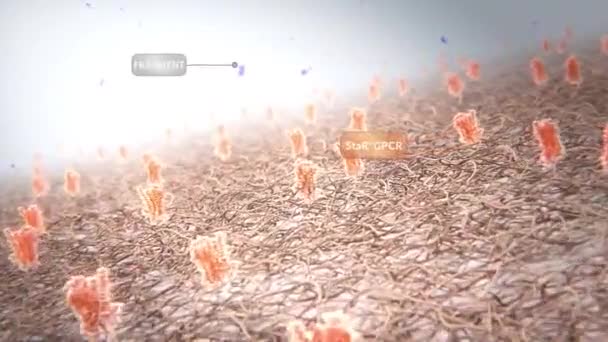 3D mikrobiologie lékařská animace G bílkovinných receptorů