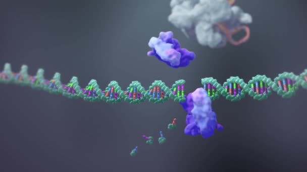 Az eljárás a gének DNS szekvenciák a funkcionális fehérje szerkezetek.