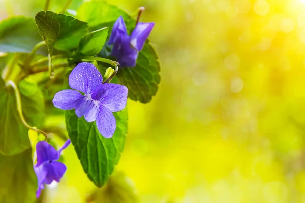 Flor Púrpura Cerca Sobre Fondo Verde Amarillo Luz Del Sol — Foto de Stock