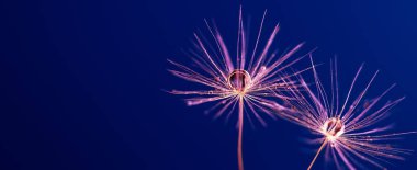 Mavi arka planda damlaları olan karahindiba tohumları. Metin için alanı kopyala