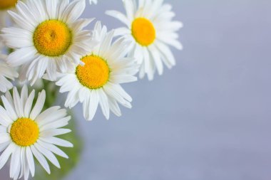 Beton zeminde duran beyaz papatyaların üst görüntüsü. Metin için alanı kopyala