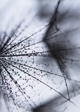 Kara hindiba tohumlarının üzerine siyah ve beyaz makro su damlaları. Metin için boşluk