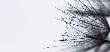 Kara hindiba tohumlarının üzerine siyah ve beyaz makro su damlaları. Metin için boşluk