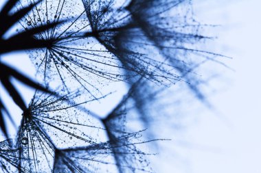 Mavi makro su soyutlaması karahindiba tohumlarının üzerine düşer. Metin için boşluk