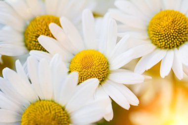 Beyaz papatya çiçekleri. Soyut arkaplan