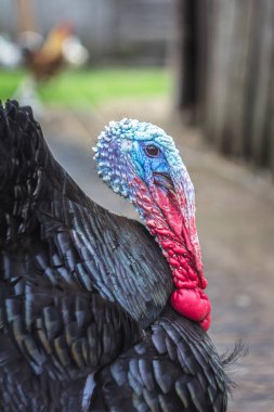 Gündüzleri Türkiye 'de avluda yaşarız. Şükran Günü