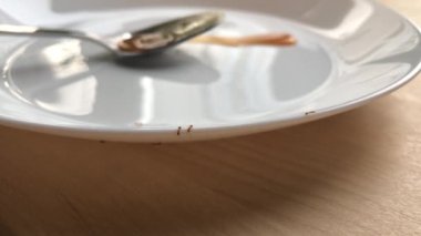 Karıncalar beyaz bir tabakta sürünürler.