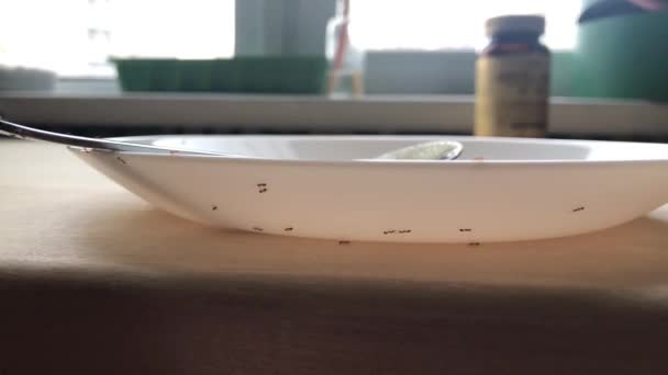 흰 접시 위를 기어다니는 개미들 — 비디오